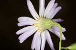 Late purple aster